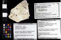 Foto (Objket + Etiketten) von Cracensigillatus acutirostris (Moericke, 1889) 